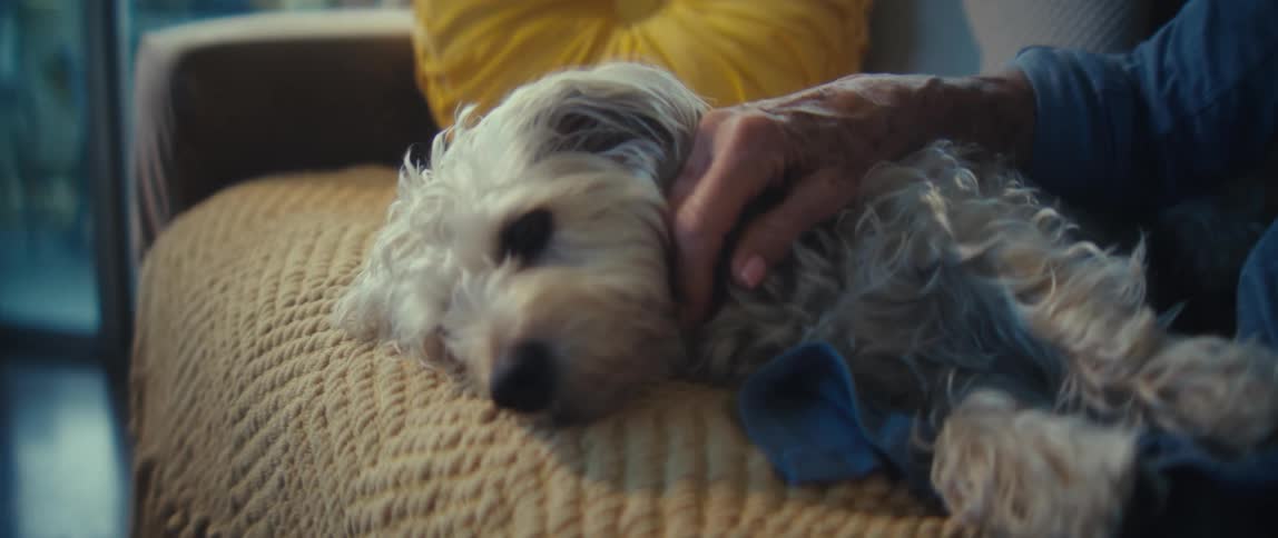 The video clip is a closeup shot of a small white fluffy dog lying on a mustardyellow couch an unseen persons hand is gently petting the dog on its head and back