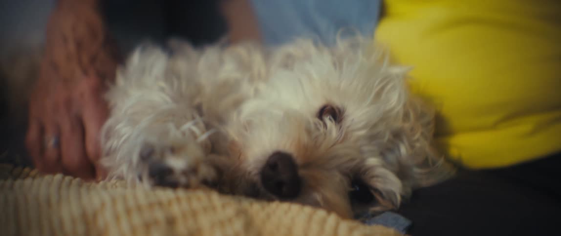 A close view of a smiling older woman in a blue shirt and yellow top looking down at a small fluffy white dog resting on a beige woven blanket