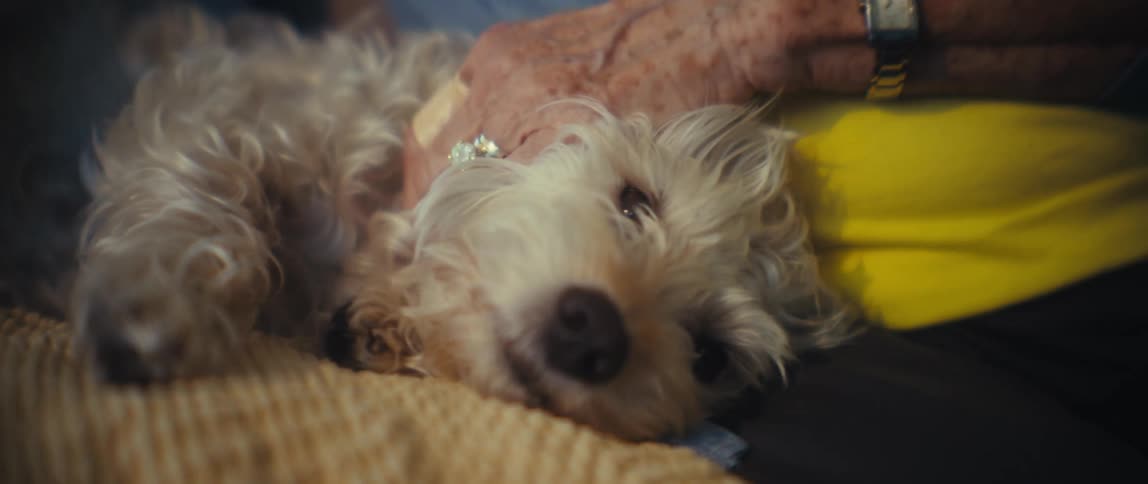 Lighthaired dog lying on a persons lap while being petted