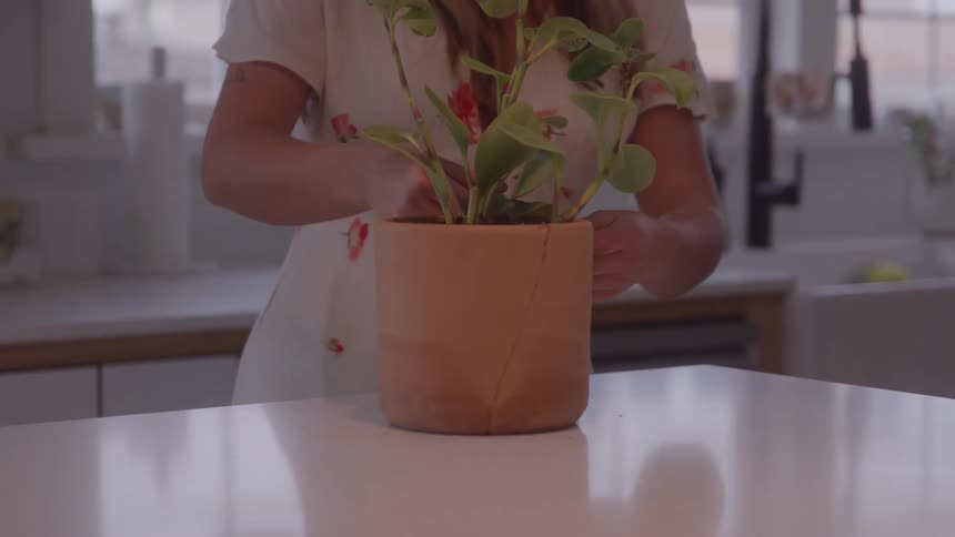 Person tending to a plant in a clay pot on a kitchen counter