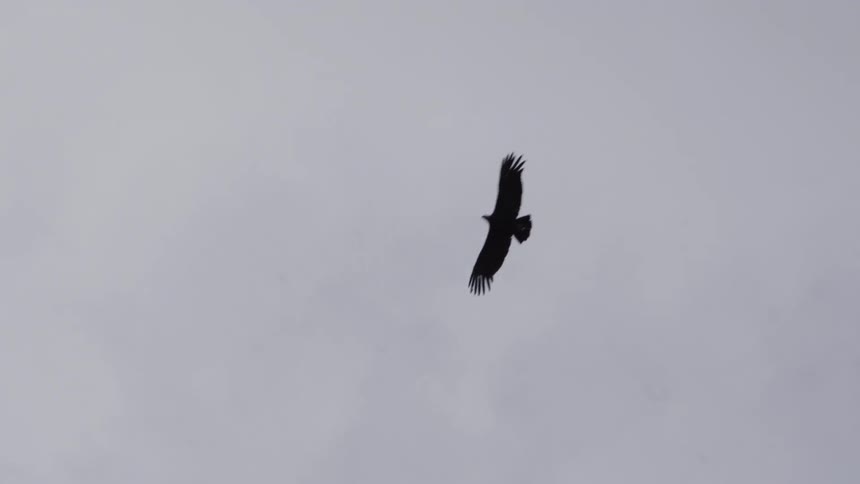 A bird flies in the sky on a cloudy day
