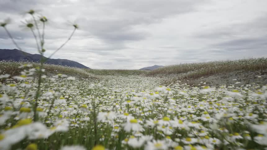 Large hilly field covered in white flowers