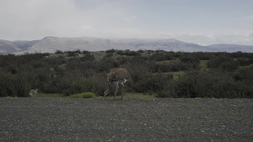 Emus peck for food on the side of a road