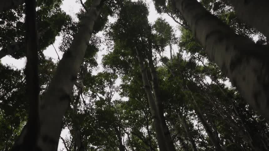 Tall trees tower overhead in a forest