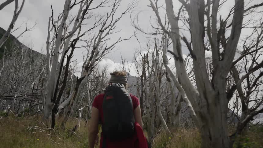 People are hiking past barren trees