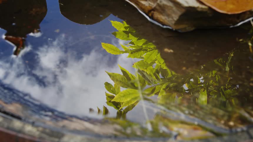 The puddle reflects the tree branch