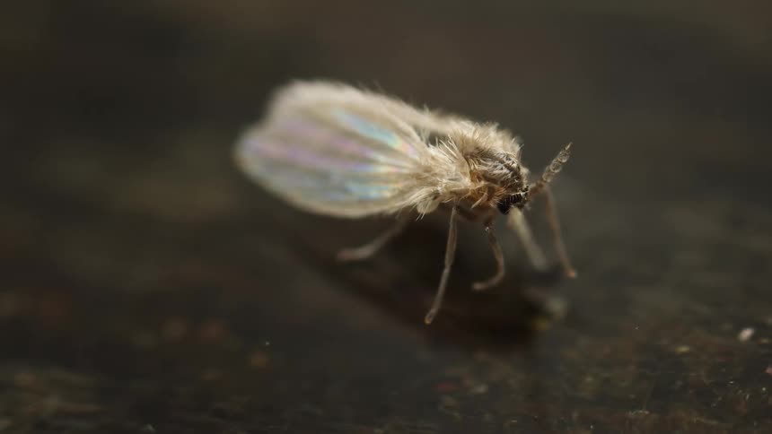 A macro close view shows a small furry drain fly with translucent iridescent wings standing on a dark water surface