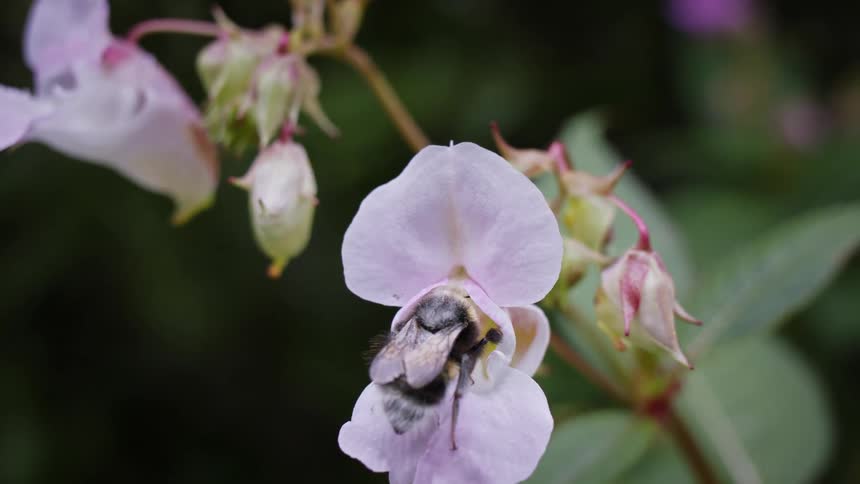 A bee feeding on nectar from multiple himalayan balsam flowers outdoors during daytime