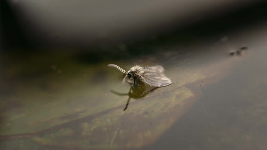 The moth fly is moving on the surface of the water