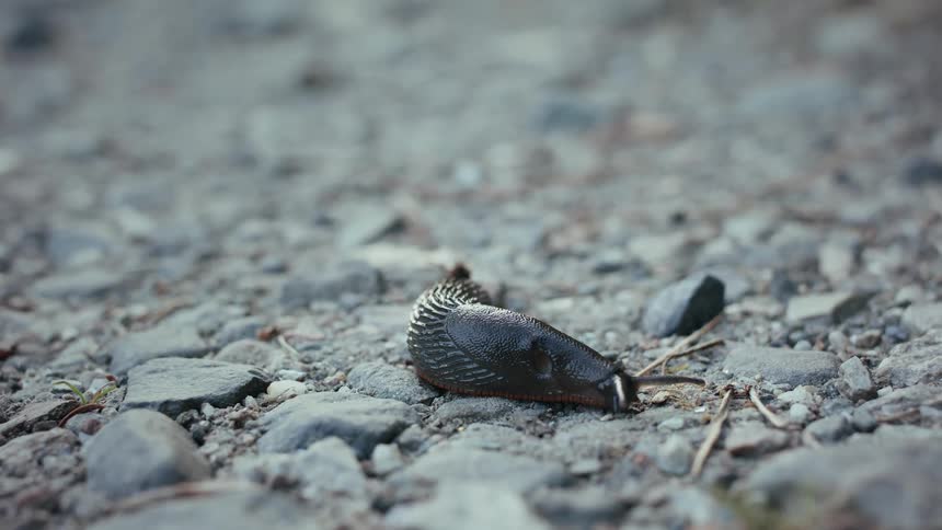 Slug slowly crawls over a damp rocky ground