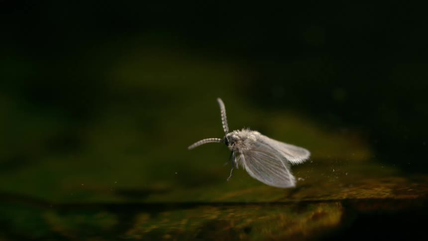 A moth fly rests on water in the woods at night its pale body faintly illuminated by moonlight against the dark foliage