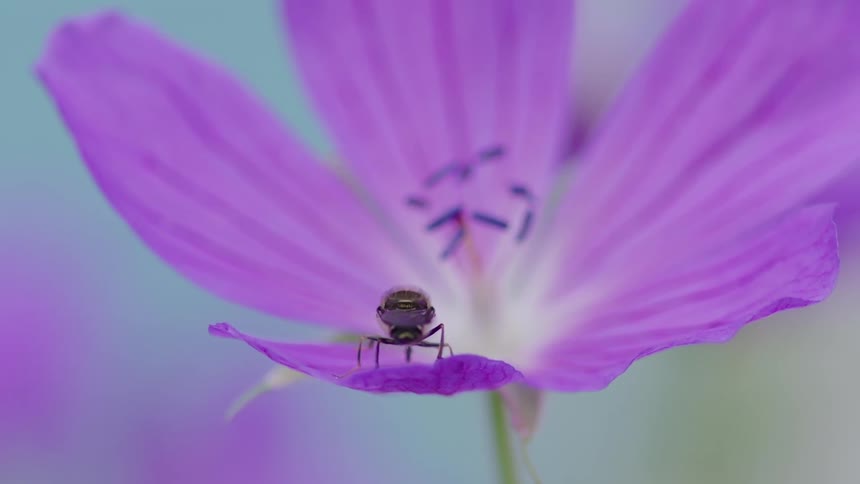 Insect rests on purple petal with whitish center against blurred bluegreen background