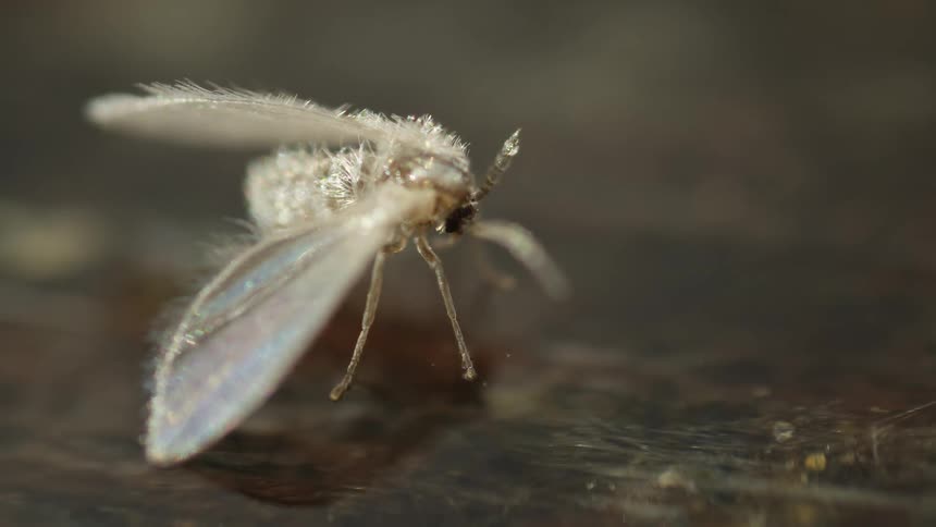 A moth fly floating on the surface of water