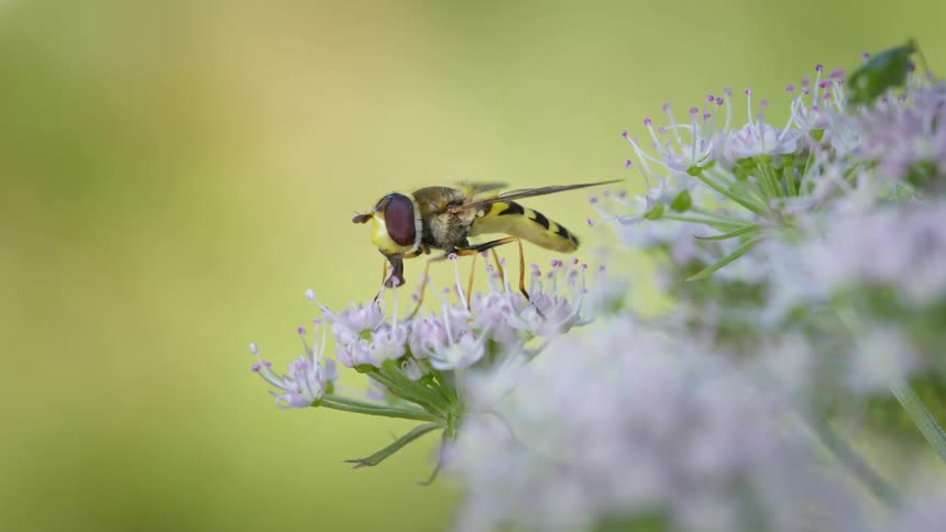 A hoverfly feeds from a flower plant in the wild at midday perched delicately on a petal as sunlight highlights the vibrant colors of the bloom and surrounding foliage