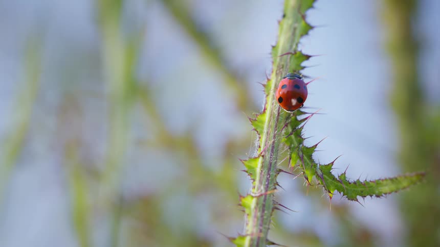 A closeup shot shows a small red and black ladybug crawling upward on a green plant stem covered in sharp thorns against a bright softfocus background