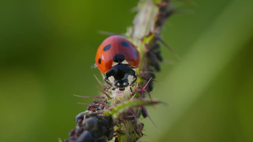 The ladybug is sitting on the thorns of the plant with aphids nearby