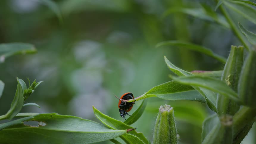 A ladybug climbs off a leaf