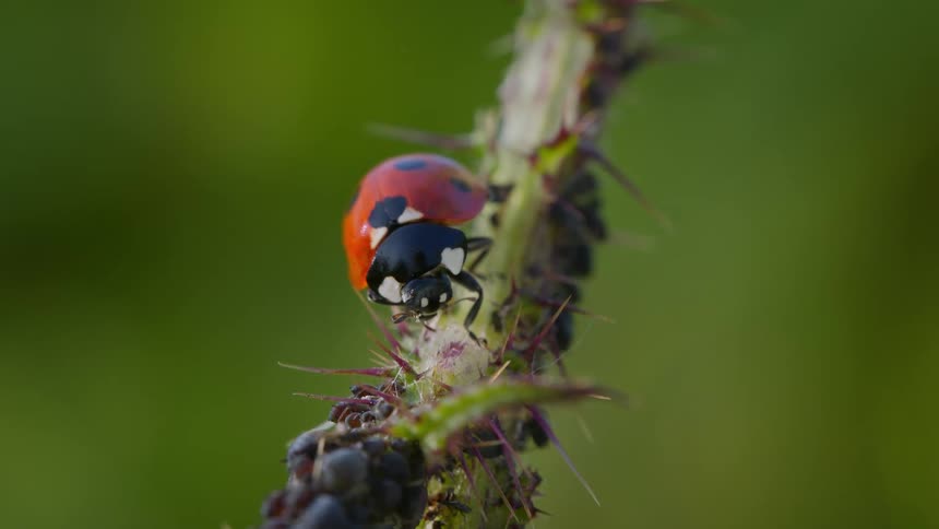Ladybug cleaning its legs on a spiky thistle plant
