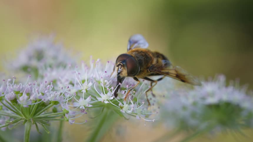 A hoverfly uses their proboscis to feed on flowers at midday