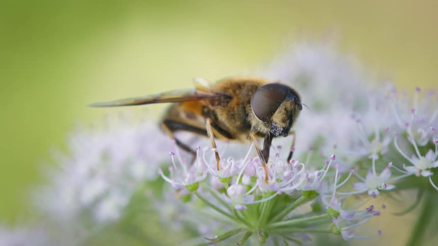 Close up of a drone fly pollinating on a white flower