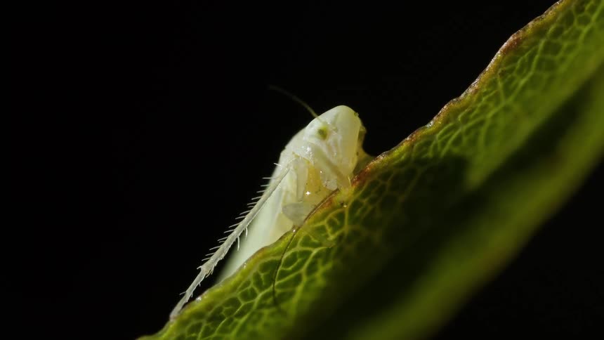 The leafhopper bug is on the leaf