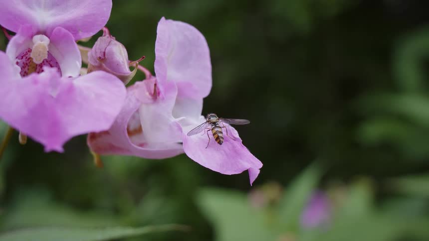 The hoverfly is moving on the flower petal of the himalayan balsam