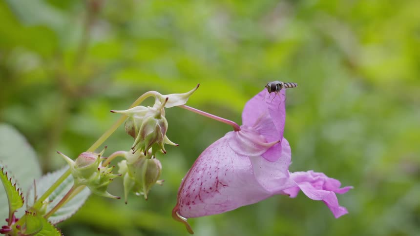 The hoverfly flies off the flower