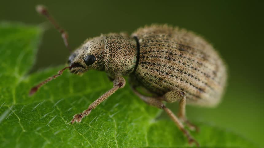A weevil with a long snout and elbowed antennae stands on a green leaf in macro close up