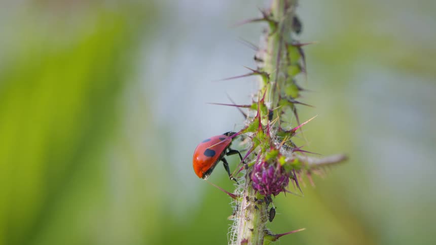 A macro close up view shows a bright red and black spotted ladybug crawling up a thorny green plant stem toward a small purple thistle bud against a blurred green background
