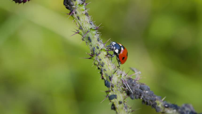 The ladybug is moving on the stalk among aphids