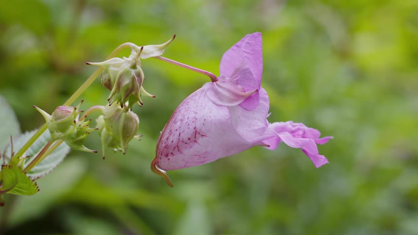Hoverflies flying around a pink flower outdoors