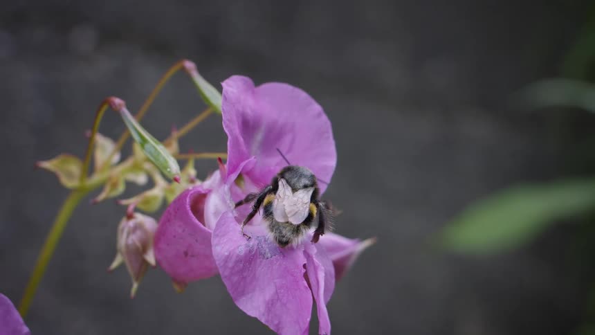 A bee leaves a pink flower