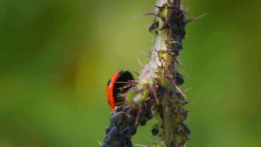 The ladybug crawls on the plant