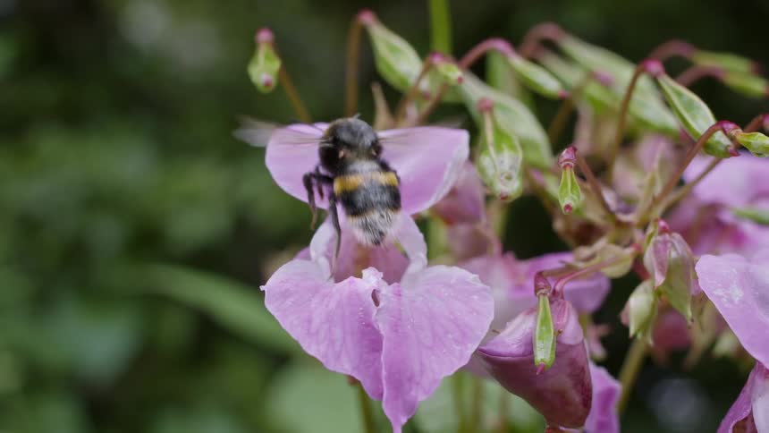 Bee collects nectar from a pink flower surrounded by closed buds