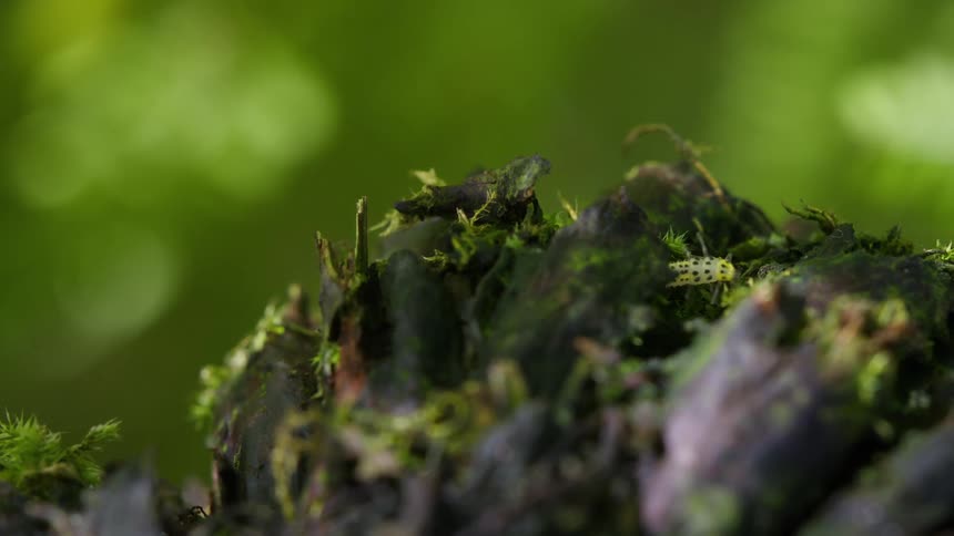 A mossy decaying log rises in sharp focus against a soft green forest backdrop with tiny sprouts and lichens that has an beetle nymph crawling around