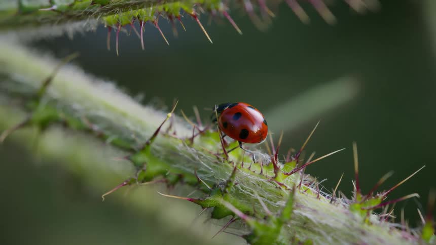 Determined ladybug crawling up a spiky cactus plant