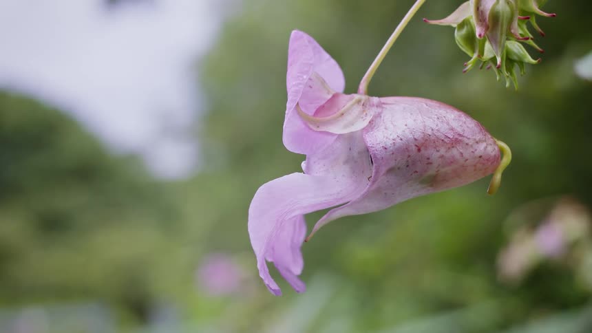 Closeup of a bee collecting nectar from a pink himalayan balsam flower in a natural outdoor setting