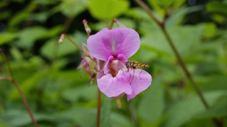 Hoverfly flying to a pink himalayan balsam flower then settling to pollinate