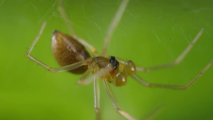 A tiny spider with a brown abdomen clings to its web and eats its dinner against a bright green background