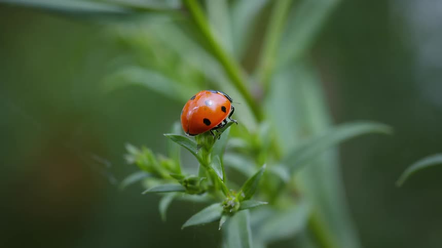 A ladybug climbs a plant