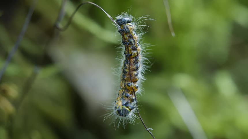 A closeup shot shows a hairy caterpillar with a yellow black and white pattern hanging vertically from a thin strand of silk or vegetation moving its body as it crawls upward against a blurry green and dark background