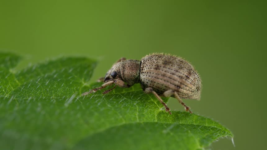 A weevil is disturbed by a springtail on a leaf