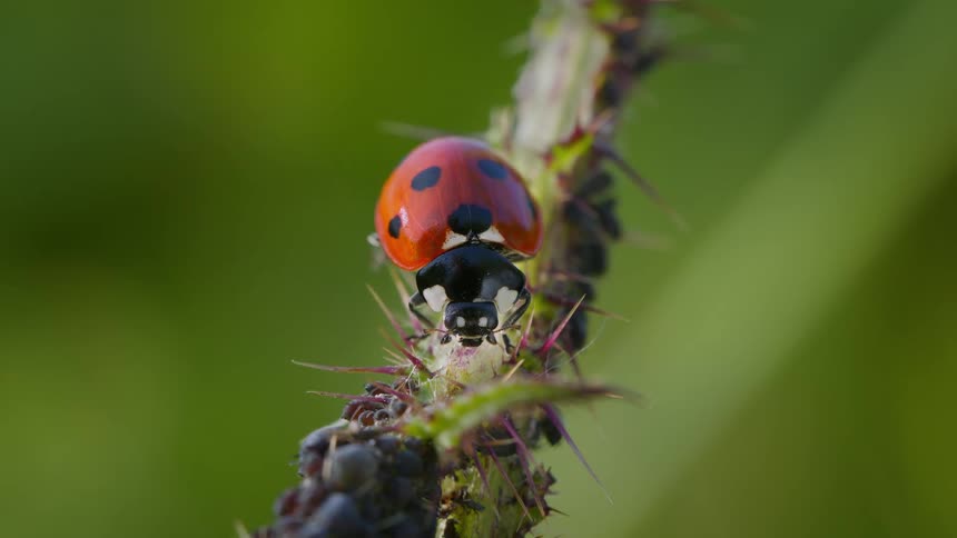 A ladybug perched on a stem