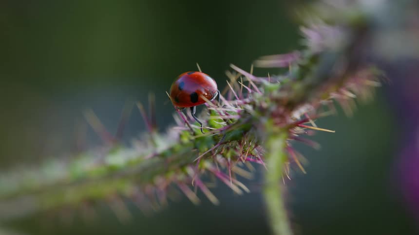 Ladybug crawling on a spiky cactus plant outdoors