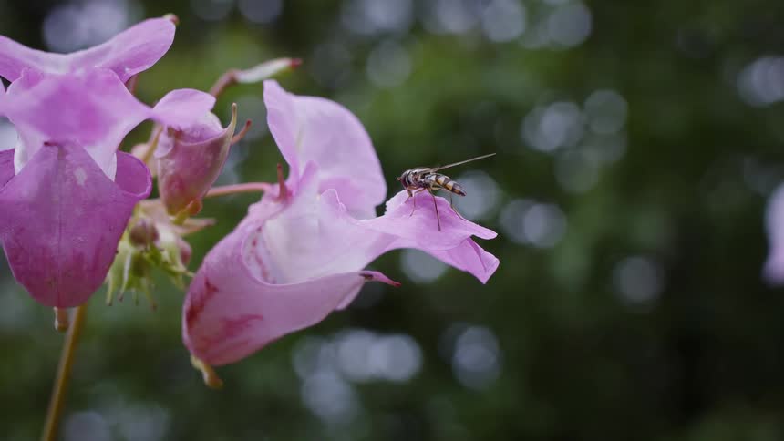 Hoverfly on a pink flower outdoors