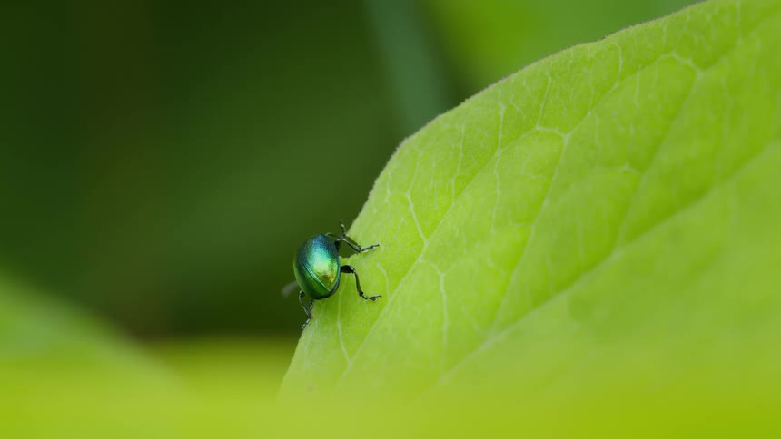 A green dock beetle feeds on a japanese knotweed leaf