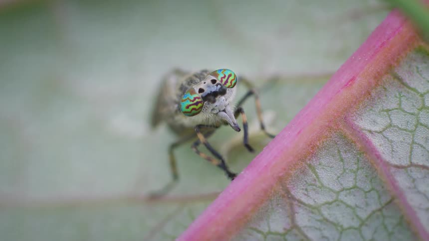 A very close view shows a horse fly with highly iridescent green and blue striped eyes resting and cleaning on the edge of a pink veined leaf against a soft green background