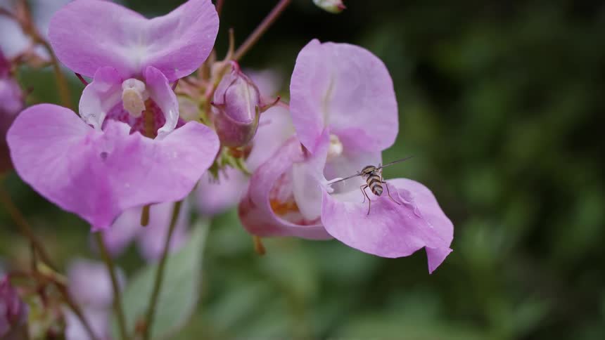 A hoverfly walks across a pink flower plant in the woods at midday its tiny legs navigating the petals as sunlight filters through the surrounding trees