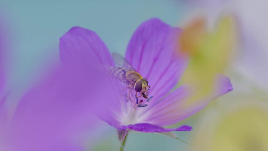 A hoverfly collects nectar from a pink flower