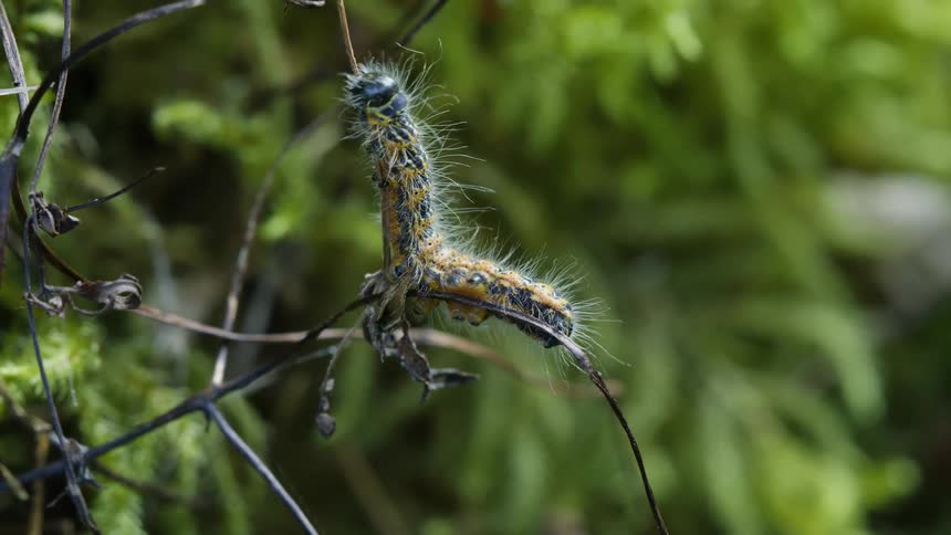 Hairy caterpillar clings to a thin branch against a green background